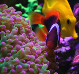 Tomato Clownfish & Yellow Tang