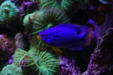 Blue Damselfish