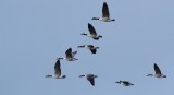 canada geese 
