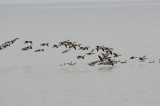 Canada Geese coming in to land 2