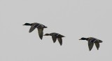 Mallard Ducks in flight