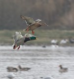 Mallard Ducks about to land