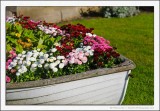 A Boatful of Flowers