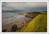 Oystercatchers