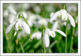 Snowdrops