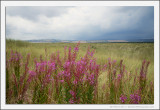 Rosebay Willowherb