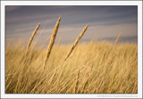 Autumn Dune Grass