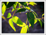 Clematis