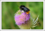 Red Tailed Bumblebee