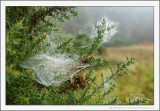 Web of Intrigue