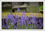 Churchyard Bluebells