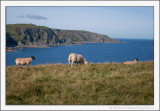 Cliff Sheep