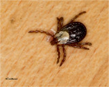 Tick