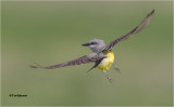 Western Kingbird