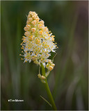  Death Camas 