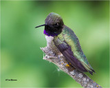 Black-chinned Hummingbird