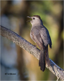 Gray Catbird
