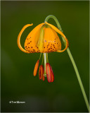  Tiger Lily 