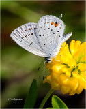  Tailed Blue 
