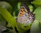  Mariposa Copper 