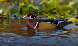 Wood Duck