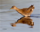 Sora (juvenile)