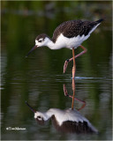 Black-necked Stilt (juvenile)