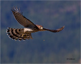 Coopers Hawk