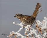 Song Sparrow