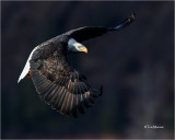 Bald Eagle 
