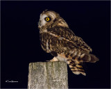  Short-eared Owl 