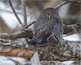 Pygmy Owl