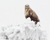 Rough-legged Hawk