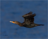 Double Crested Cormorant