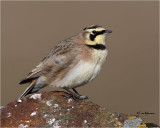 Horned Lark