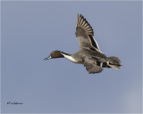 Northern Pintail