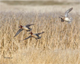 Green-winged Teal