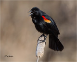 Red-winged Blackbird