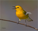  Prothonotary Warbler 