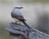 Scissor-tailed Flycatcher