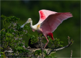 Roseate Spoonbill