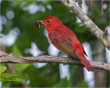  Summer Tanager 