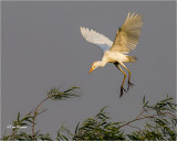 Cattle Egret