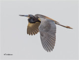 Tricolored Heron