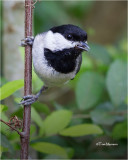  Carolina Chickadee