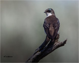 Tree Swallow