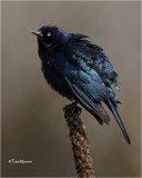 Brewer's Blackbird
