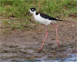 Black-necked Stilt