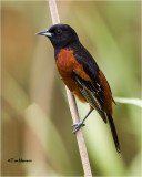 Orchard Oriole