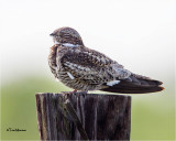 Common Nighthawk